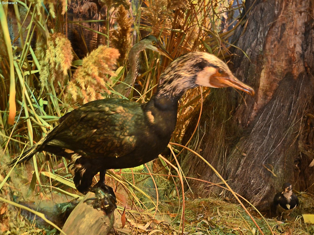 The Danube Delta Museum景点图片