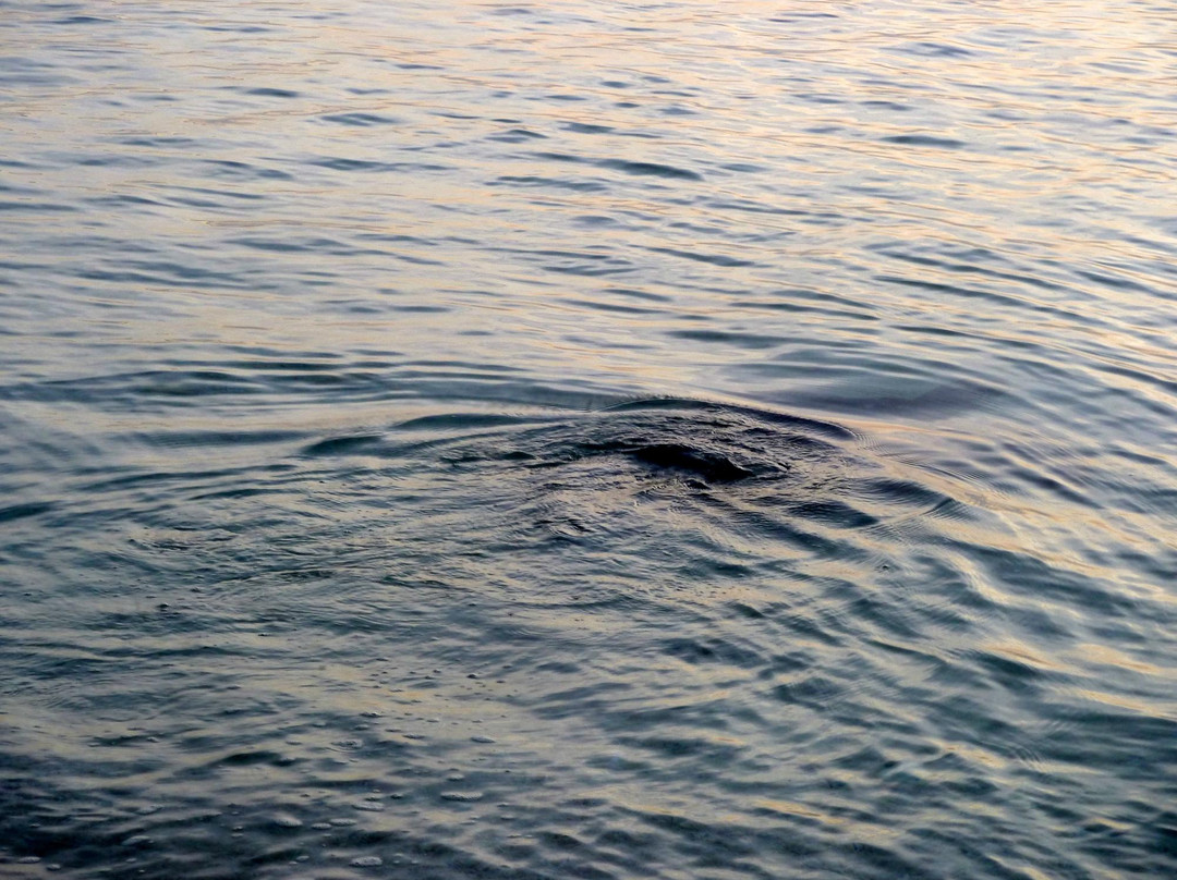 海龟岛-山打根必去景点