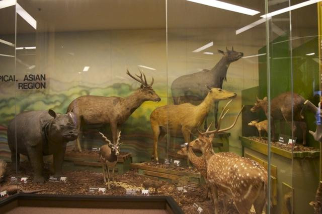 南澳博物馆-阿德莱德必去景点