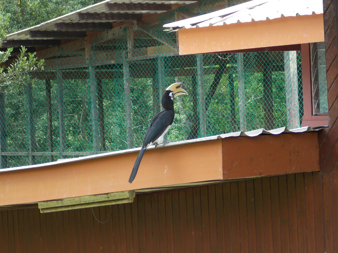 拉卜湾长鼻猴保护区-山打根必去景点