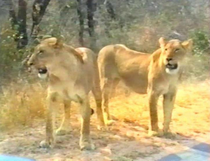 Phuza Moya Private Game Reserve-克鲁格国家公园必去景点