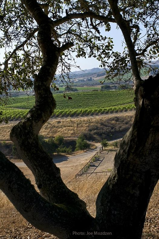 Ampelos Cellars-隆波克必去景点