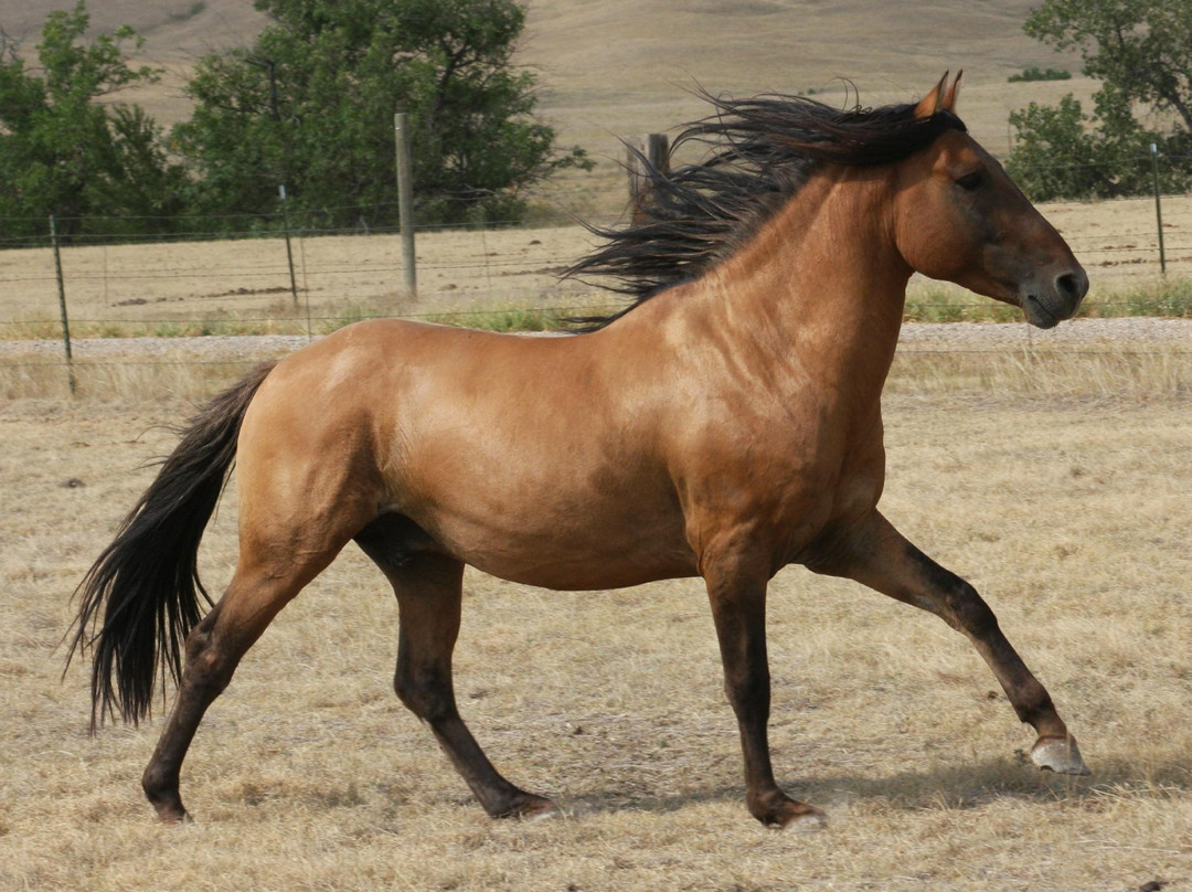 Windcross Conservancy-Buffalo Gap必去景点