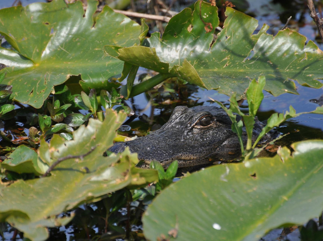 Marsh Landing Adventures-基西米必去景点