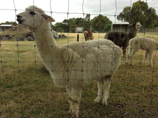 缪纳农场-墨尔本必去景点