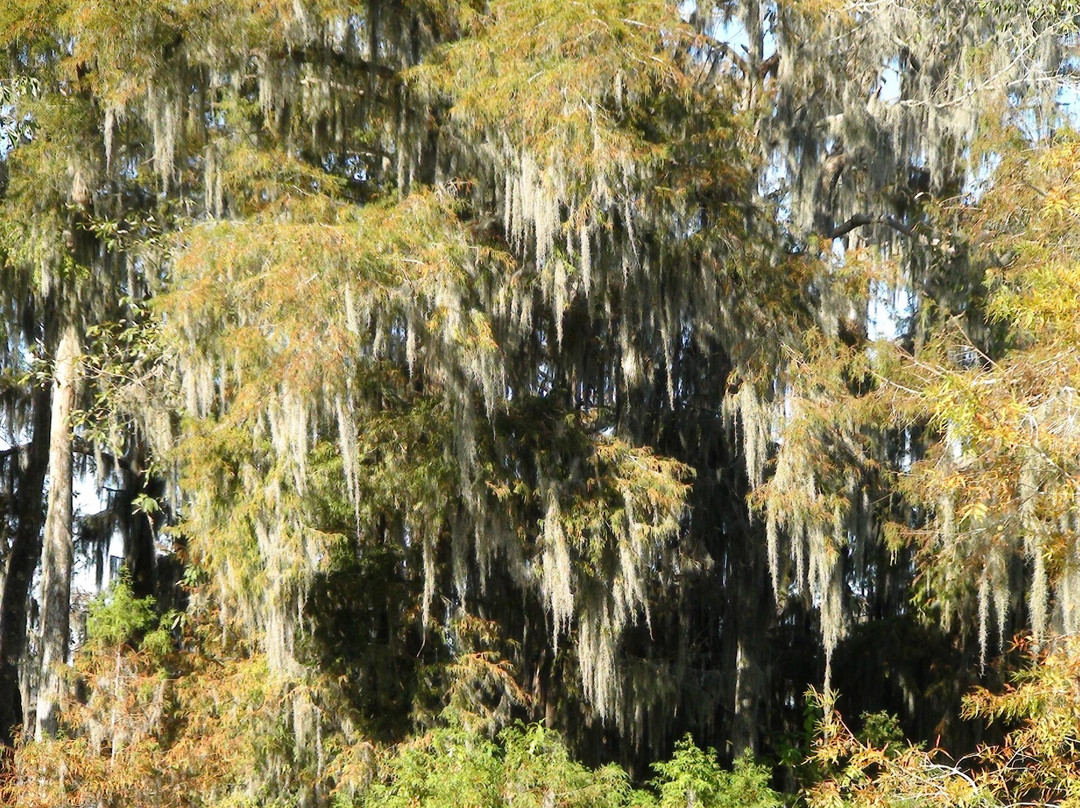 de la Houssaye's Swamp Tours景点图片