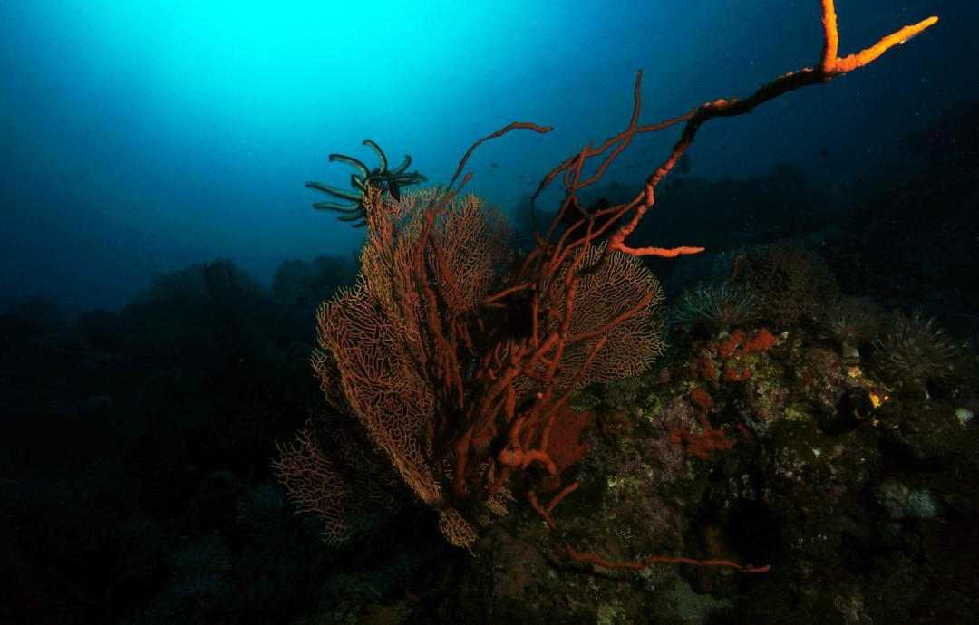 Ocean Dreams Pemuteran景点图片