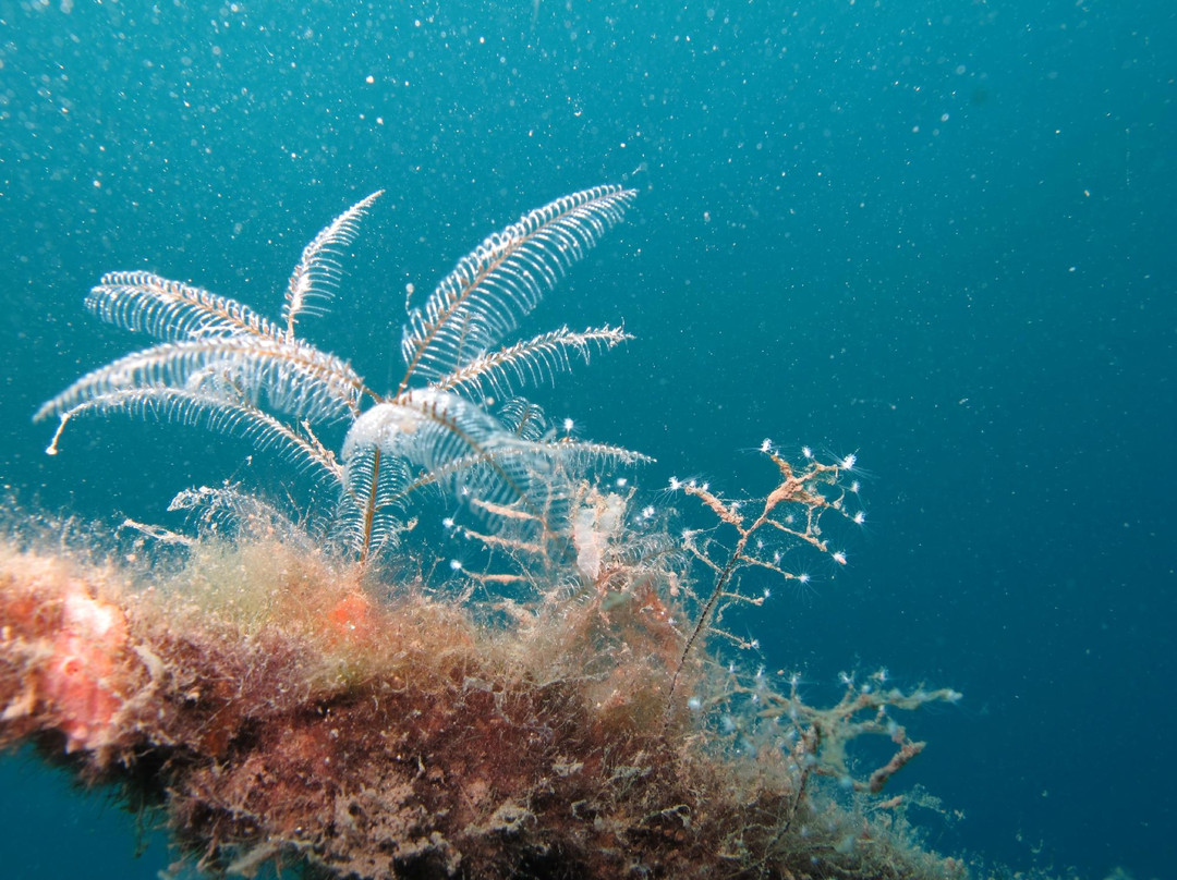 Ocean Dreams Pemuteran-佩母德兰必去景点
