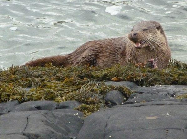 Mull Magic Wildlife - Day Tours景点图片