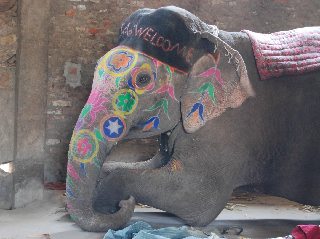 大象奇迹观光农场-斋蒲尔必去景点