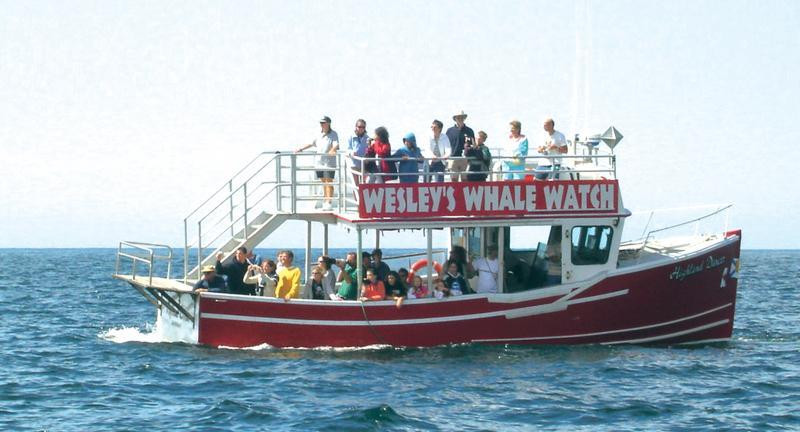 Cabot Trail Guaranteed Whales Adventures景点图片