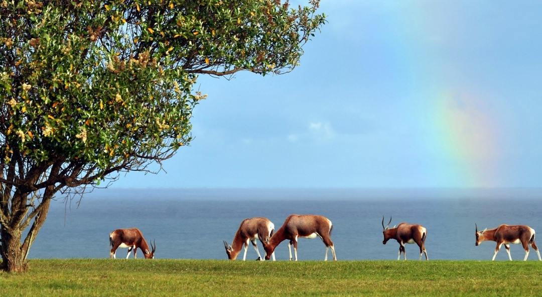 The Royal Port Alfred Golf Club-艾尔弗雷德港必去景点