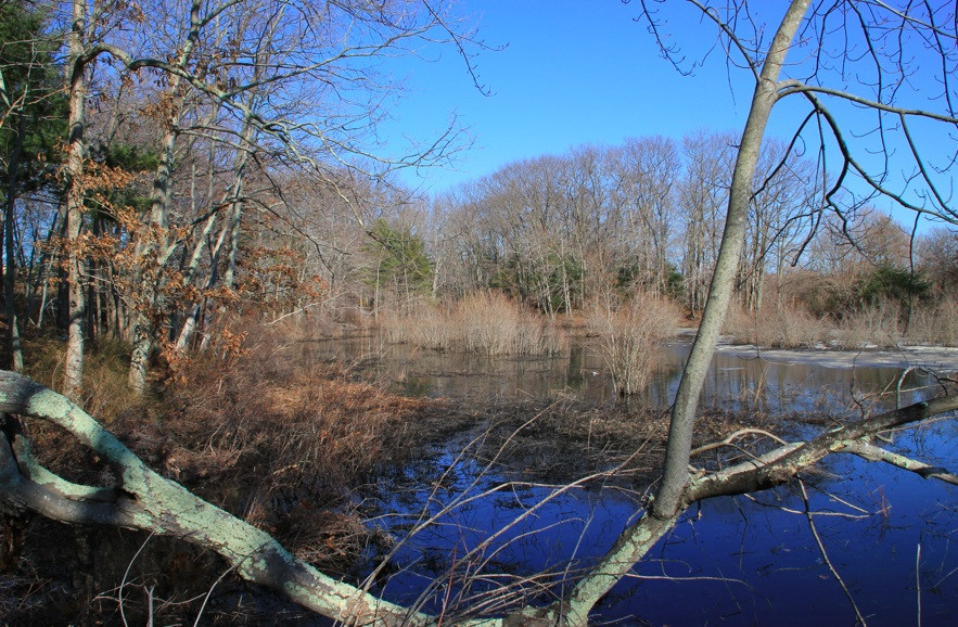 The Nature Trail And Cranberry Bog-福克斯伯勒必去景点