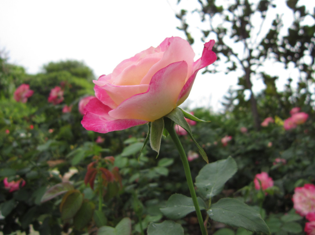 广州从化宝趣玫瑰世界-从化市必去景点