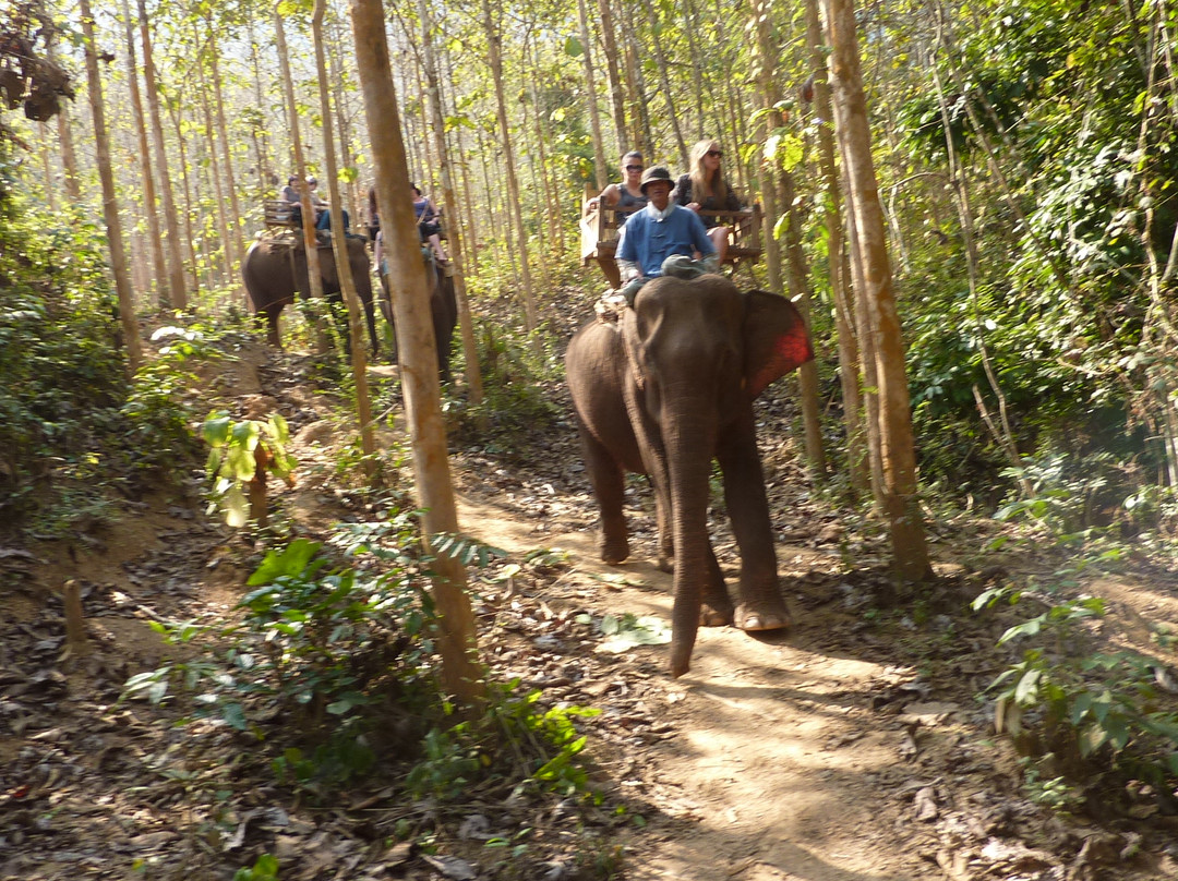 All Lao Elephant Camp-琅勃拉邦必去景点