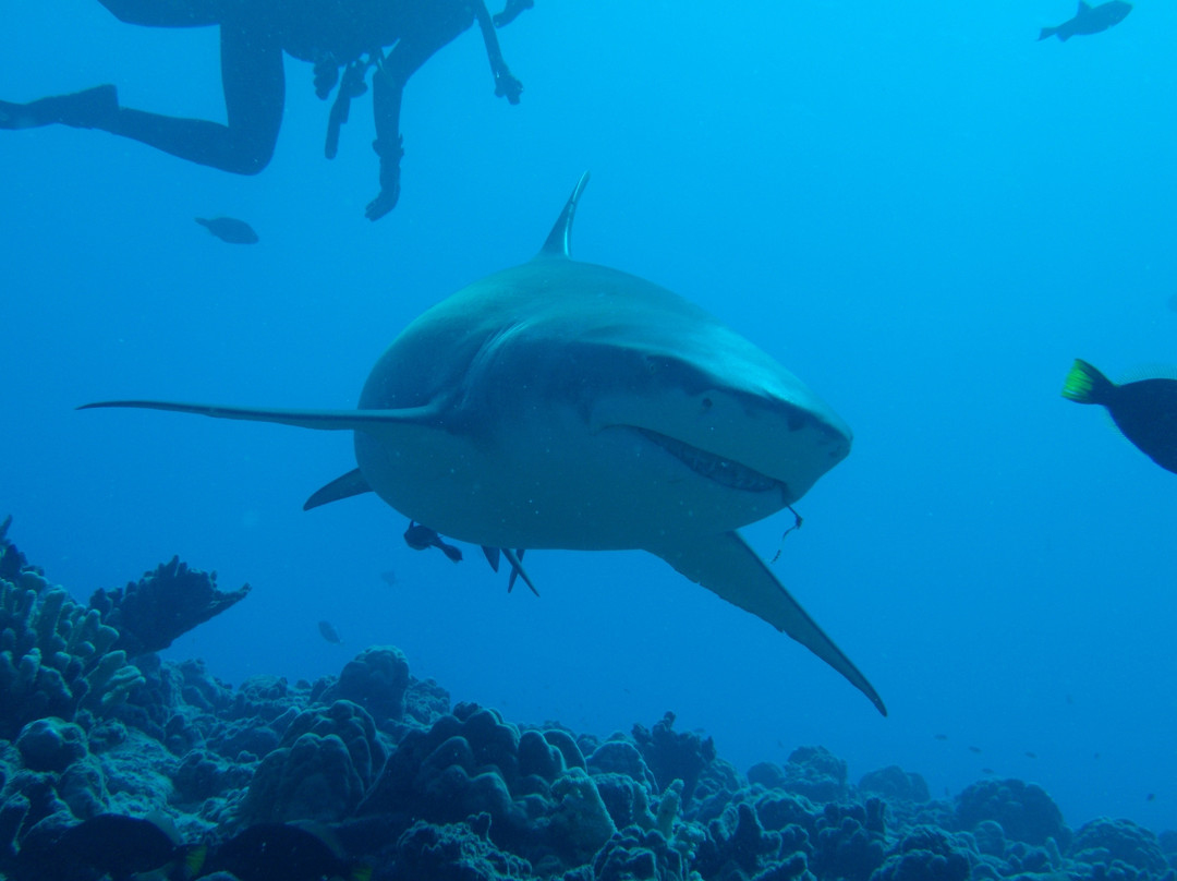 TOPDIVE Bora Bora景点图片