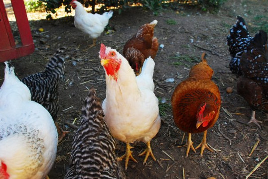 Fairview Gardens-戈利塔必去景点