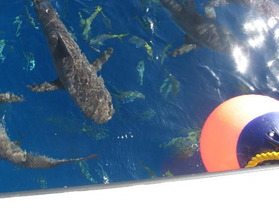 Stuart Cove's Dive Bahamas-新普罗维登斯岛必去景点