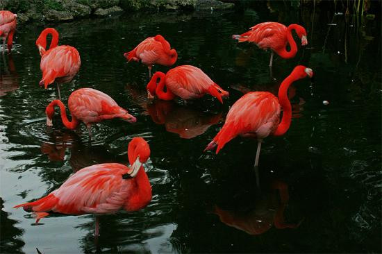 Flamingo Gardens-戴维必去景点