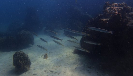 Scuba Diving Pattaya景点图片