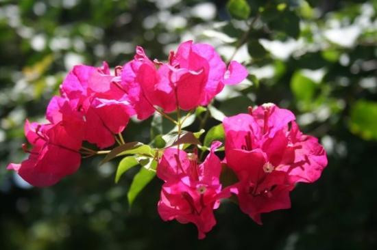 Garden of the Groves-弗里波特必去景点