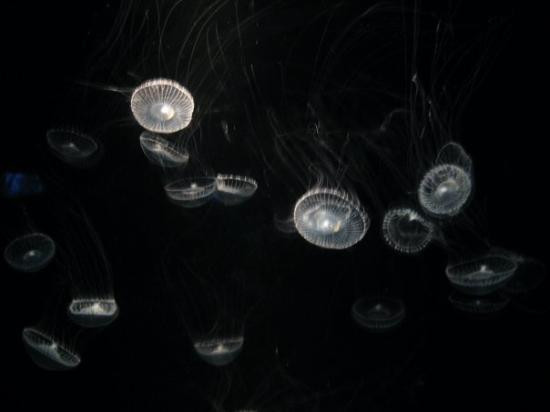 太平洋水族馆-长滩必去景点