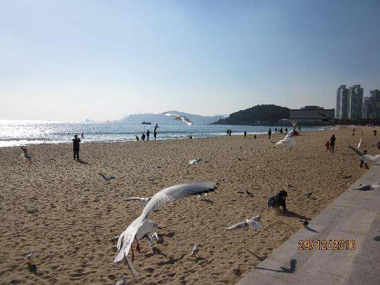 海云台海水浴场-釜山必去景点