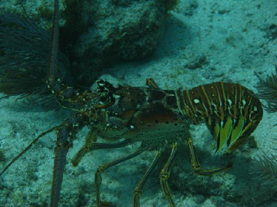 Captain Slate's SCUBA Adventures-Tavernier必去景点