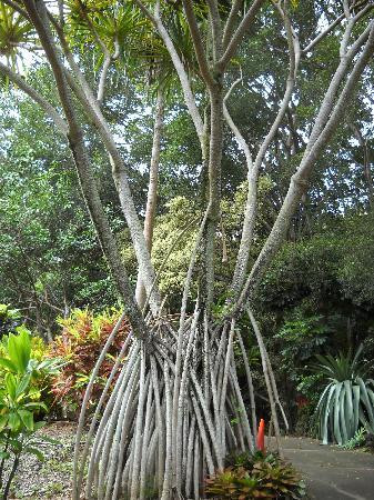 毛伊岛热带花园-怀露库必去景点