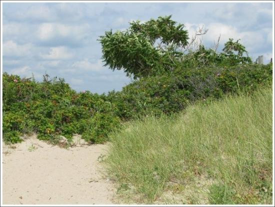 Hammonasset Beach State Park-麦迪逊必去景点