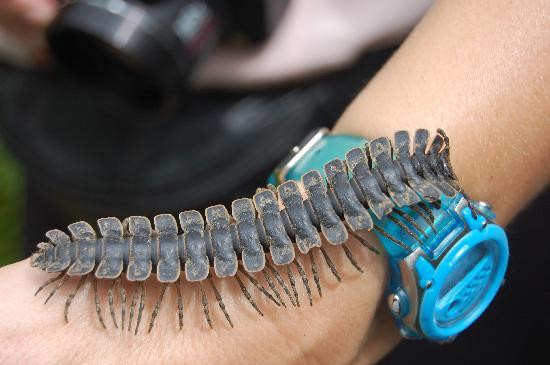 Kipandi Butterfly Farm-坦巴南必去景点