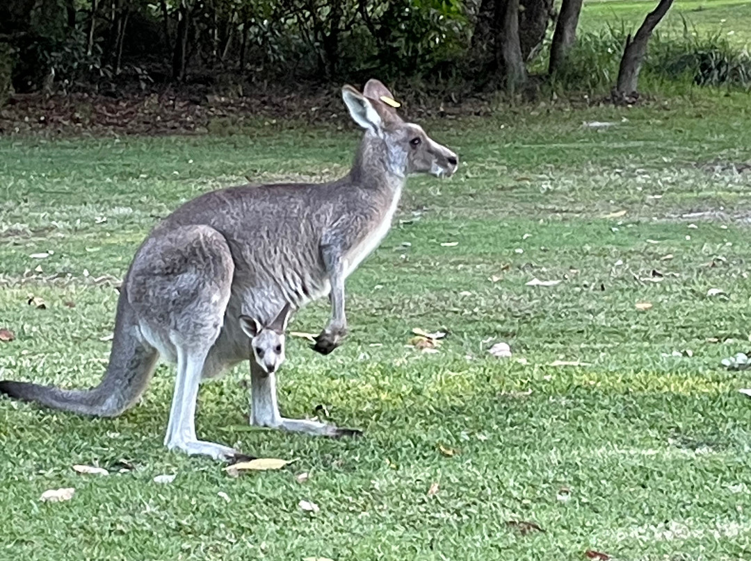 Nelson Bay Golf Club-尼尔森湾必去景点