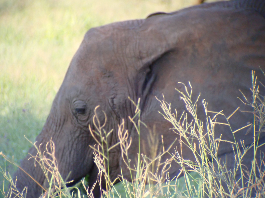 Maasai Legend Safaris-阿鲁沙必去景点