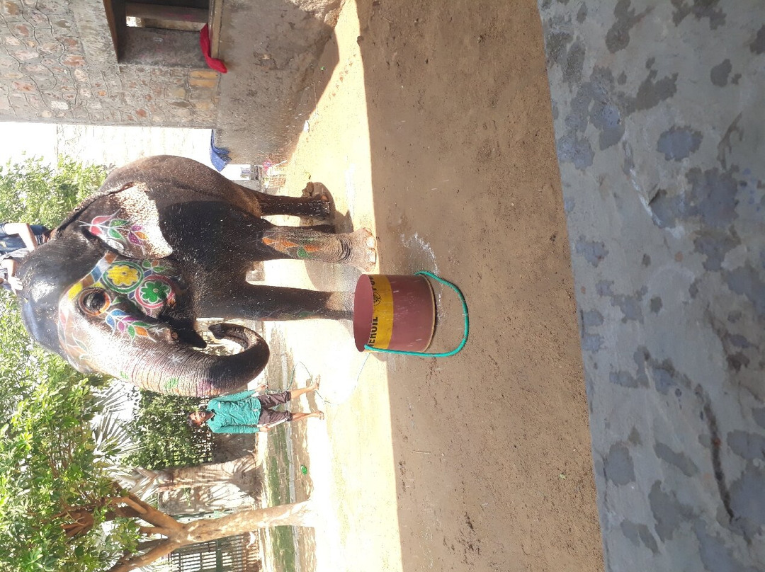 Elephant Fun Park-斋蒲尔必去景点