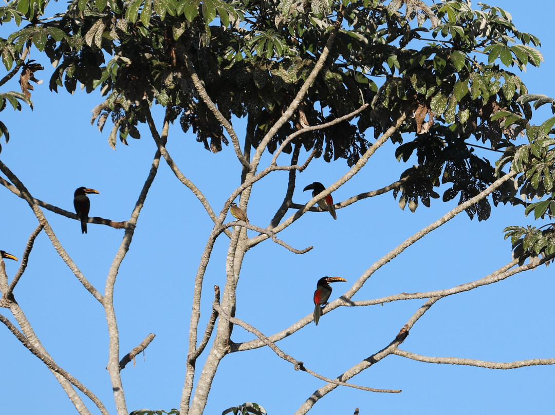 Caiman Ecological Refuge-米兰达必去景点