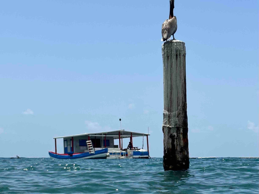 Tiki Hut Snorkel Park景点图片