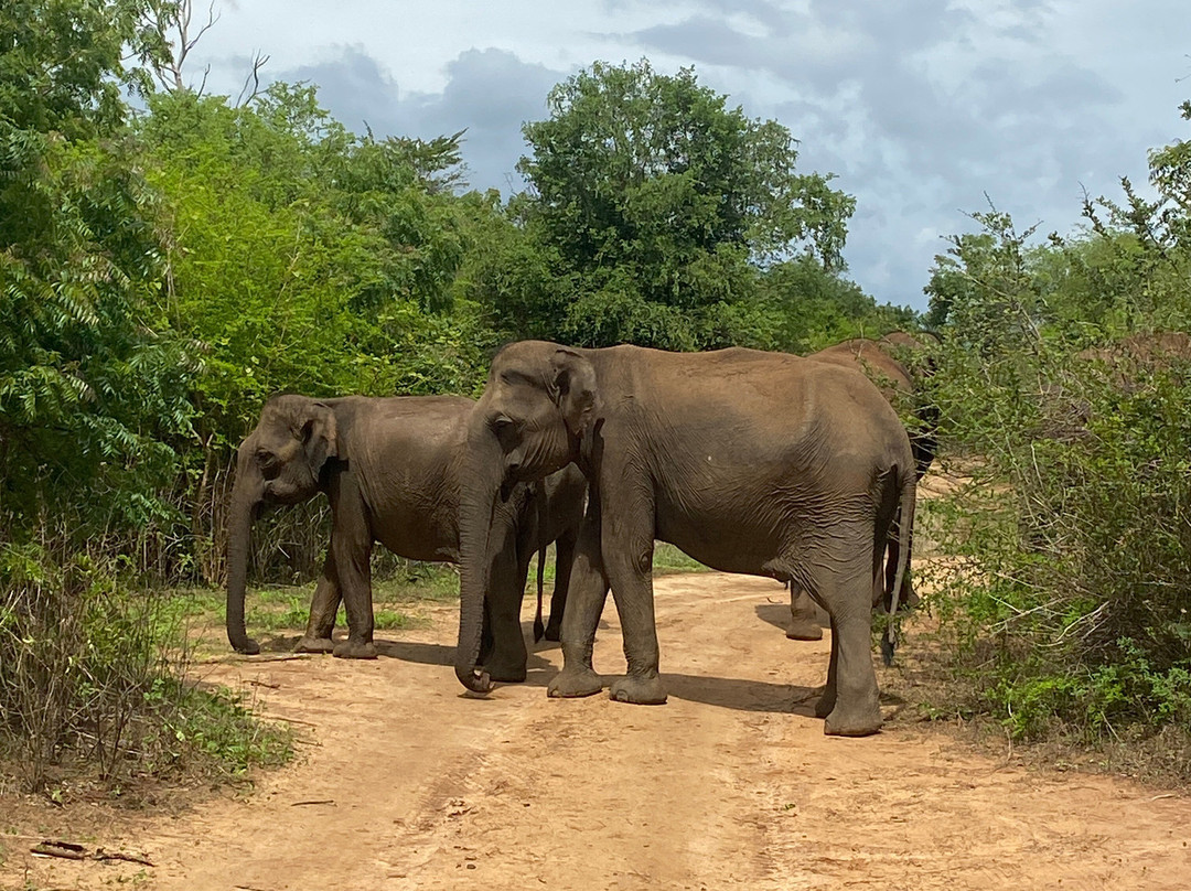 Udawalawe Safari With Sujee-乌达瓦拉瓦必去景点