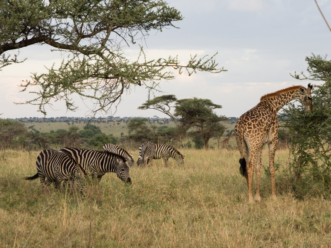 Shimboni Africa-莫西必去景点