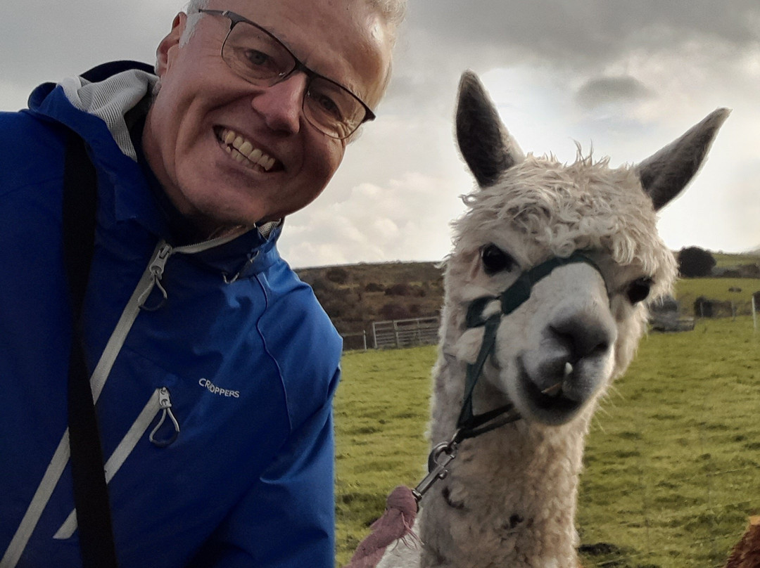 Alpaca Trekking Cornwall景点图片
