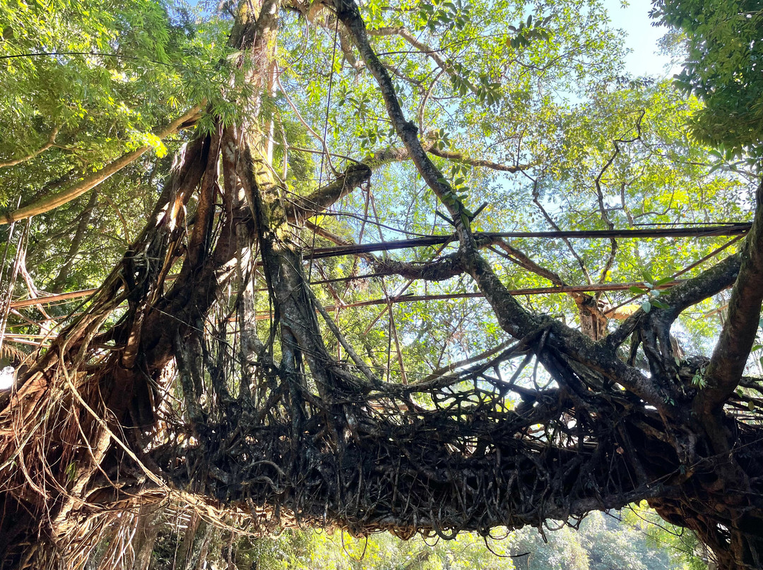Riwai Living Root Bridge景点图片