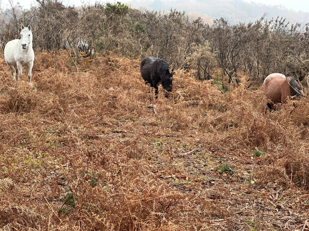 The Burley Inn Hotel主图