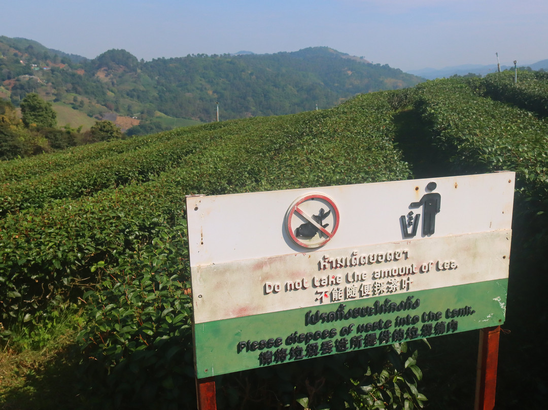 101 Tea Plantation-夜发銮必去景点