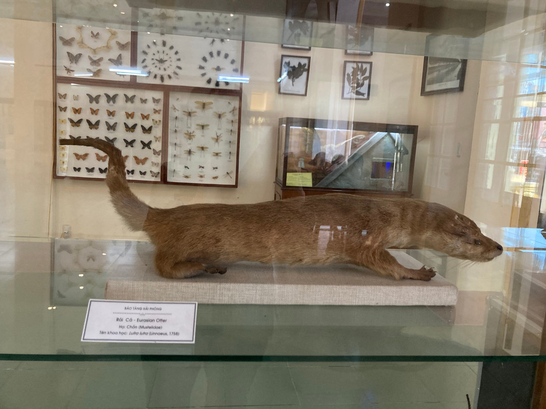 Hai Phong City Museum-海防必去景点