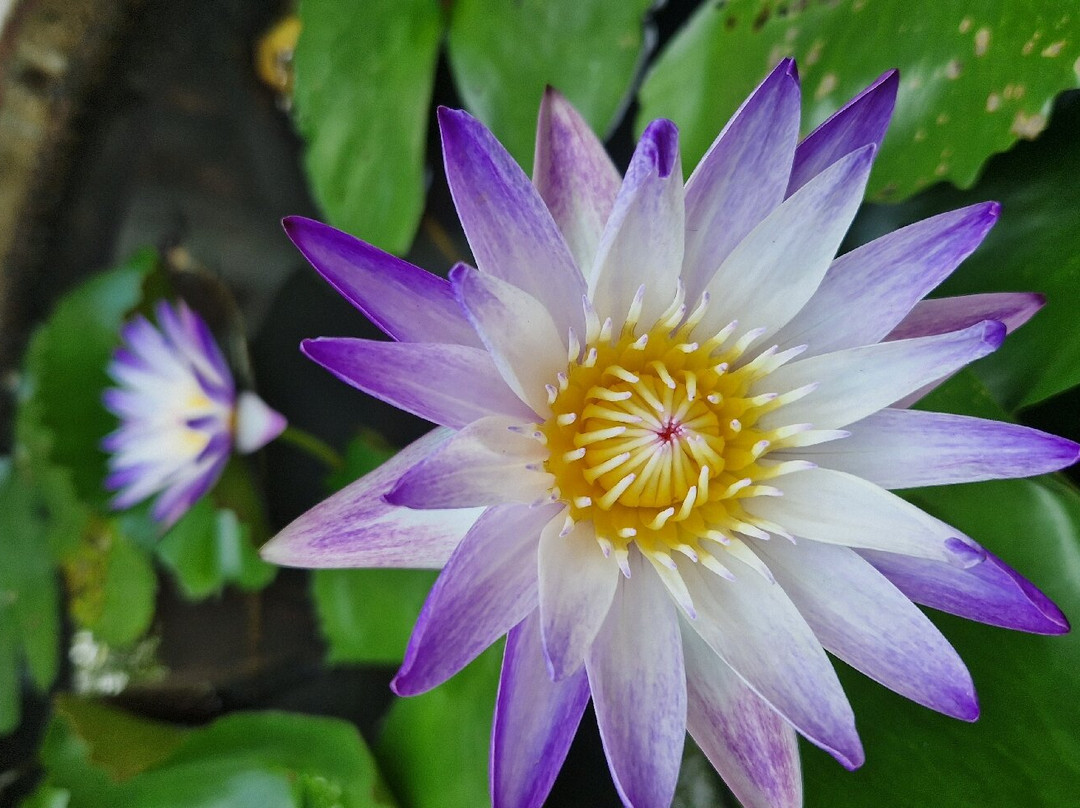 Jardin du Mekong Homestay主图