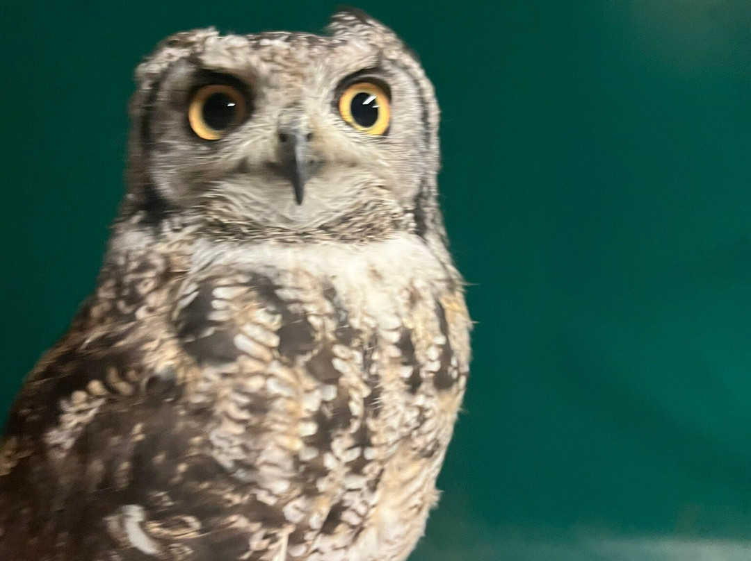 ARD Birds of Prey-Rosliston必去景点