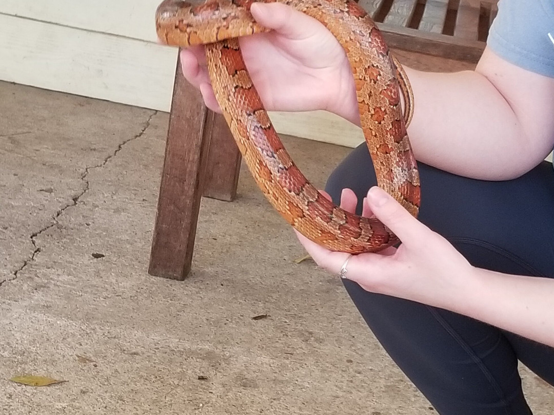 Tallahassee Museum-塔拉哈西必去景点