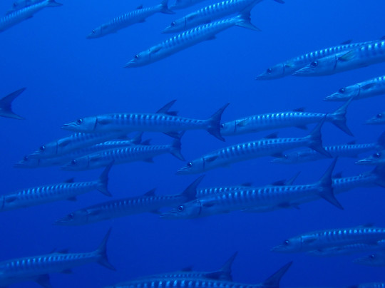 Scuba Junkie Sangalaki主图