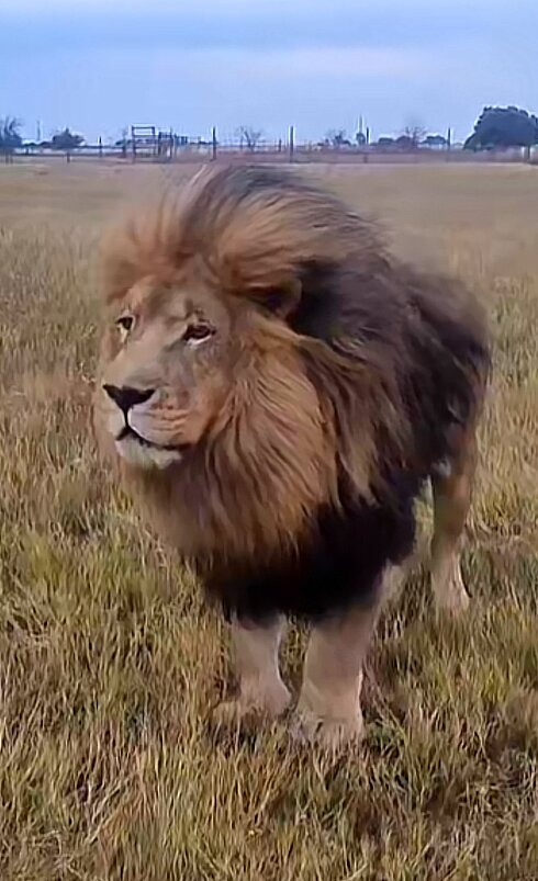 Zanchieta Wildlife Rescue Centre & Lodge-布隆方丹必去景点