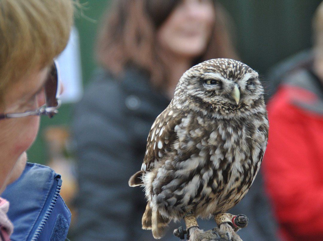 North Somerset Bird of Prey Centre-Congresbury必去景点