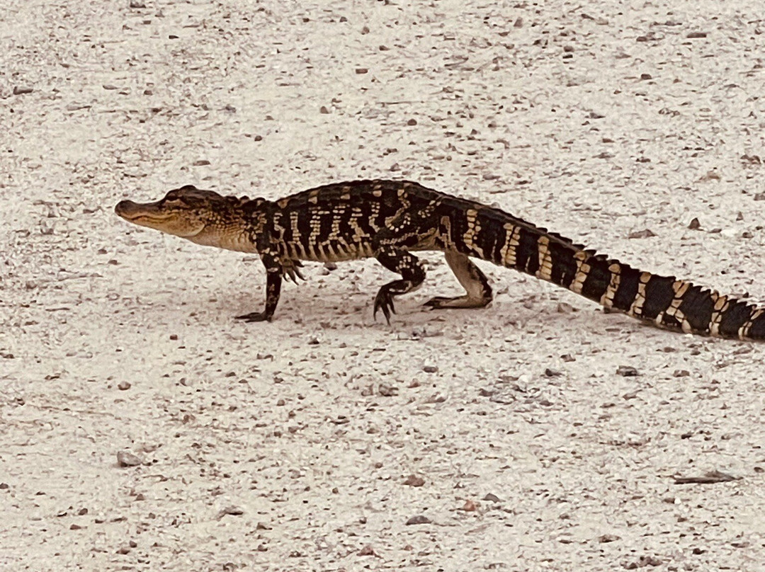 Savannah National Wildlife Refuge景点图片